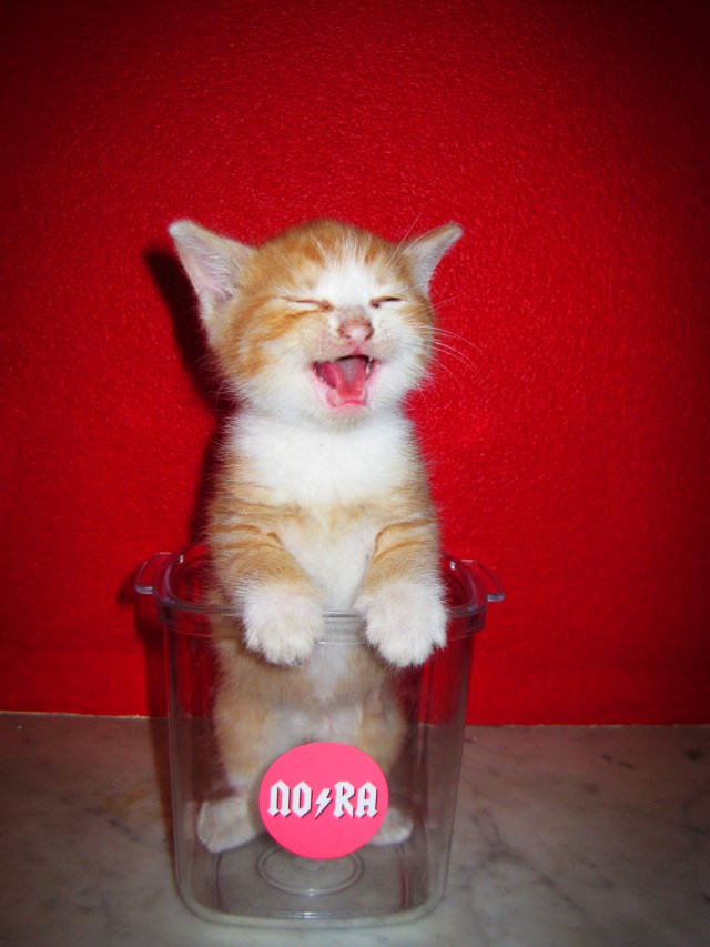 Nora Johan Thundercat